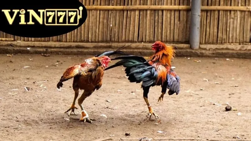 Đá Gà Thomo Hôm Nay