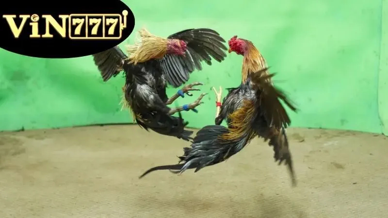 Gà Đá Cựa Dao